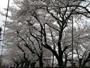 桜・とっとり