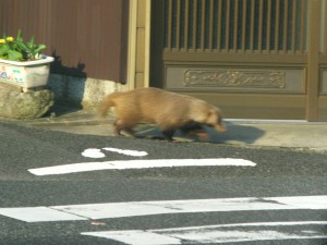 ５月５日に見た怪獣