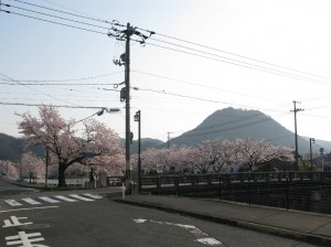 袋川・鋳物師橋付近の桜
