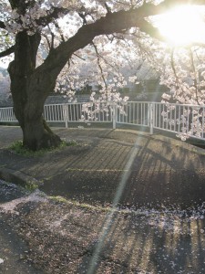 和菓子