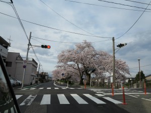 桜