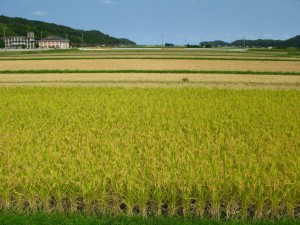 鹿野町の温泉