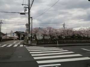 また桜