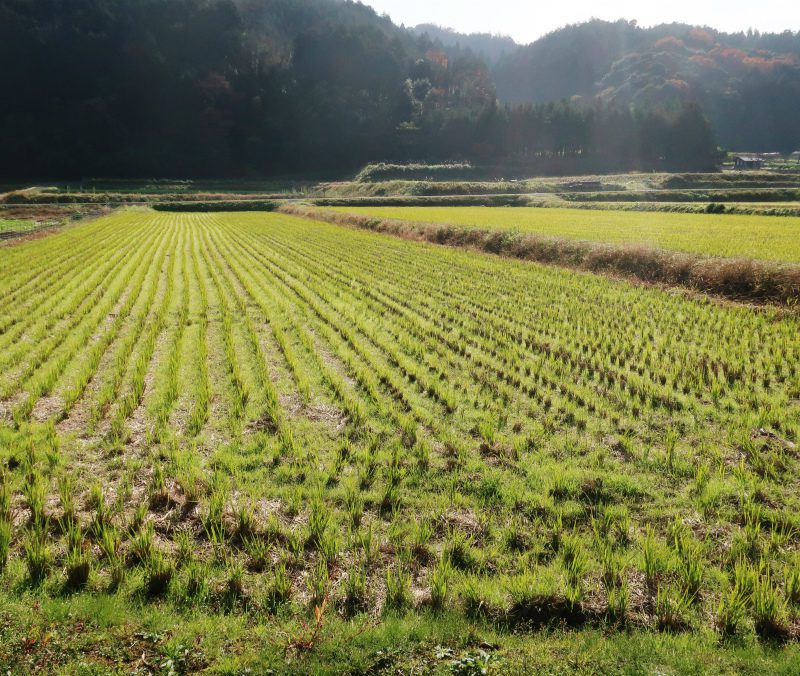 温泉