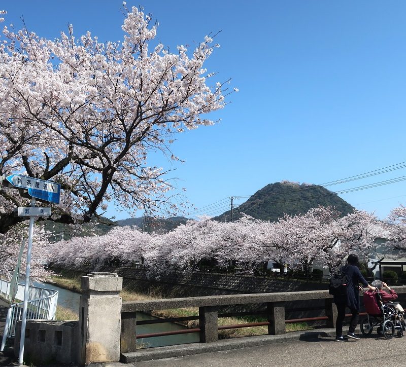 鳥取にも桜が咲いた