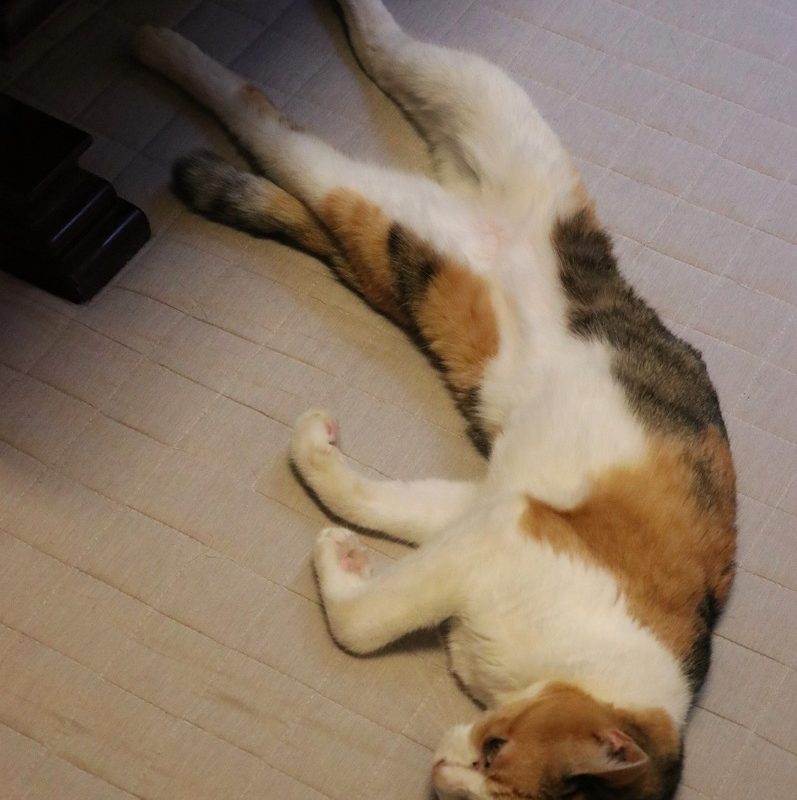 なんかぬるい秋、いや、立冬。