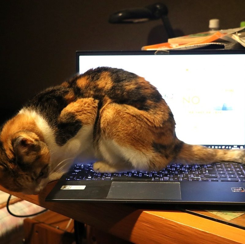 デジャブ　のような。