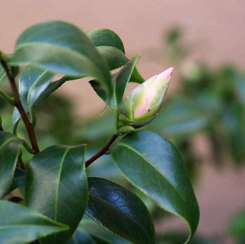 サラダ記念日？？